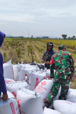 Babinsa Koramil 410-01/Panjang Dampingi Panen Raya di Way Dadi Baru, Perkuat Ketahanan Pangan Warga