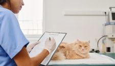 Cara Memilih Obat Diare Kucing yang Aman dan Efektif