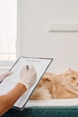 Cara Memilih Obat Diare Kucing yang Aman dan Efektif