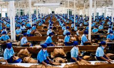 Holding Perkebunan Nusantara Dukung Penciptaan Lapangan Kerja, PTPN I Serap 15–20 Ribu Pekerja di Pabrik Tembakau