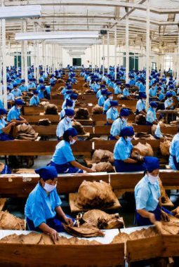 Holding Perkebunan Nusantara Dukung Penciptaan Lapangan Kerja, PTPN I Serap 15–20 Ribu Pekerja di Pabrik Tembakau