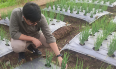 Polinela Teliti Ukuran Umbi dan Varietas Unggul untuk Dongkrak Produksi Bawang Merah