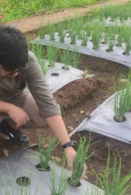 Polinela Teliti Ukuran Umbi dan Varietas Unggul untuk Dongkrak Produksi Bawang Merah